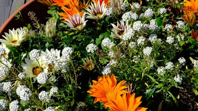White Alyssum flowers, Sweet Alice Lobularia Maritima, Treasure Flower, Gazania on home garden. Summer hot day. Courtyard. Landscaped formal garden	