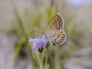 close up or macro photo of a butterfly perched on a flower