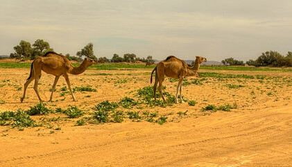 Dromedary walking freely in the Sahara desert somewhere in Morocco