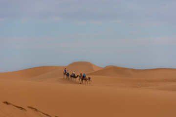 Dromedary caravan in the dunes of the Sahara in Morocco