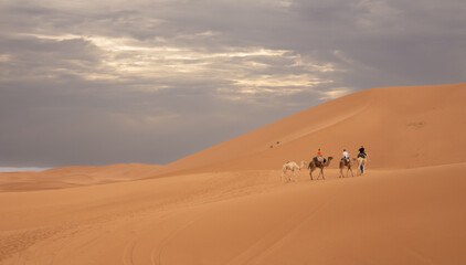 Dromedary caravan in the dunes of the Sahara in Morocco