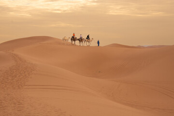 Dromedary caravan in the dunes of the Sahara in Morocco