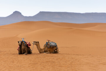 camel caravan resting on the dunes in the sahara in Morocco