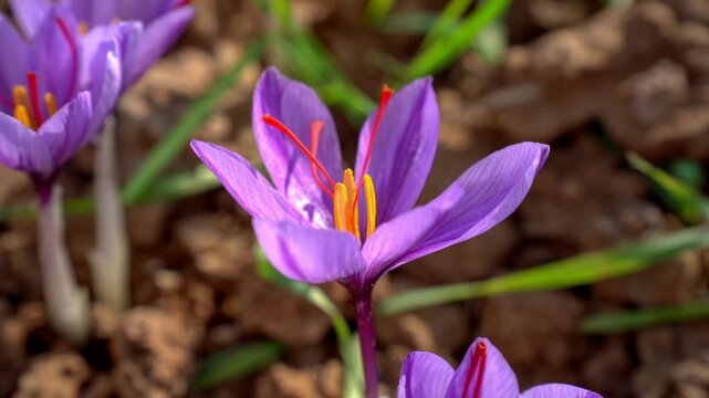 Close-Up of Vibrant Purple Saffron Flower Blooming in Garden, A stunning close-up of a purple saffron flower blooming amid soil, showcasing vibrant petals and rich color.