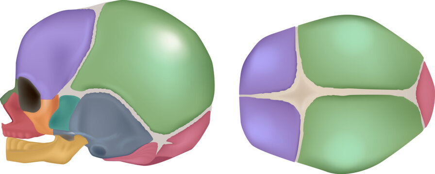 Anatomy of the Newborn Skull. Lateral and superior view. Cranial sutures and fontanels. Fontanelle. 