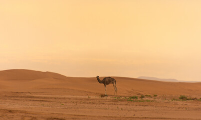 Dromedary walking freely in the Sahara desert somewhere in Morocco