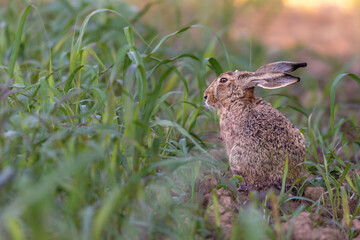 Wild rabbit in the grass