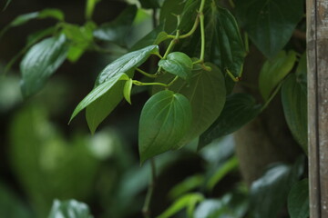 betel leaf