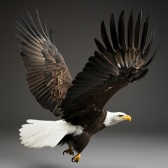 Fototapeta premium Majestic Bald Eagle in Flight with Outstretched Wings and Sharp Eyes