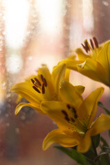 yellow flowers on dark background. beautiful flowers. yellow lily.