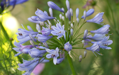 Beautiful agapanthus flower in summer 