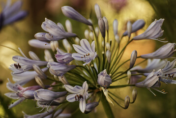 Beautiful agapanthus flower in summer 