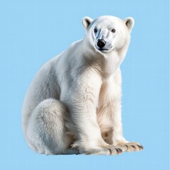 Fototapeta premium Majestic Polar Bear Sitting Against a Light Blue Background