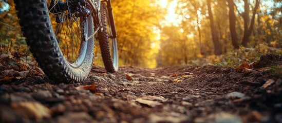 Close up of mountain bike tire on forest trail with autumn leaves in the background and sun shining through the trees.