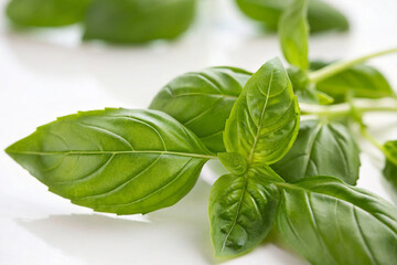 Fototapeta premium Close-up of fresh basil leaves against a white background.
