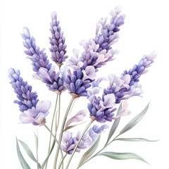 Fototapeta premium Beautiful Lavender Flowers in Soft Purple Tones on White Background