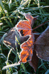 A close up view of a leaf frozen with frost on a cold winters morning,