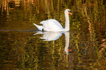 A few of a adult swan swiming around a lake,