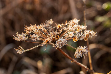 A close up view of a frozen dead flower
