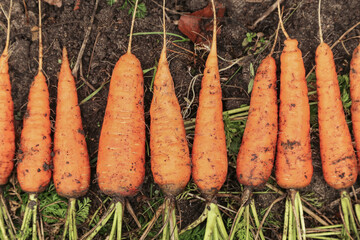 Bunch of organic dirty carrot harvest in garden. Fresh carrots with green tops on soil ground in...