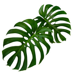 monstera deliciosa leaves in isolated white background, tropical leaf philodendron