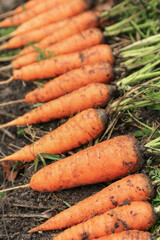 Carrot harvest on soil ground in garden, harvesting. Bunch of organic dirty fresh carrots with green tops close up macro. Vegetables background