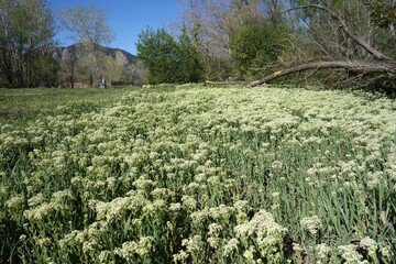 Flower carpet of hoary cress, whitetop, Boulder, Colorado