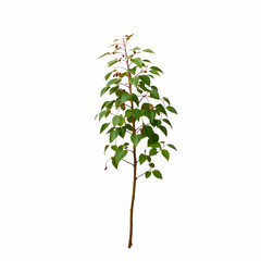 a japanese knotweed isolated on the blank background
