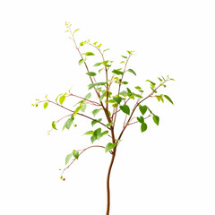 a japanese knotweed isolated on the blank background