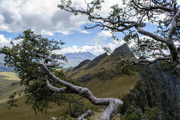 pine tree in the mountains