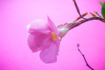 pink magnolia flower