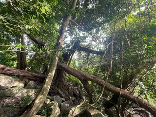 Fototapeta premium tree in the forest