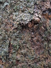 Wood texture. The wet bark of the trunk of the Platanus in the city park