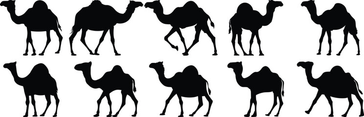 Camel silhouette set vector design big pack of desert illustration and icon