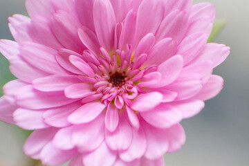 pink dahlia flower