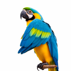 Fototapeta premium Blue-and-yellow Macaw of the species Ara isolated on the blank background