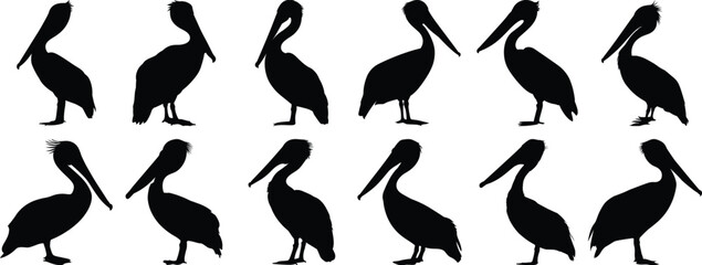 Pelican silhouette set vector design big pack of penguin illustration and icon