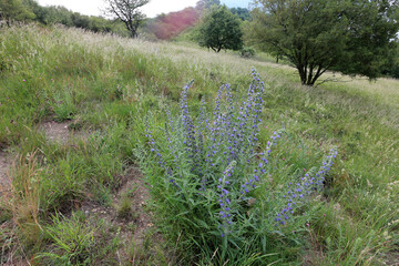 Rheinsteig track on approach to Kamp-Bornhofen - Hesse - Germany