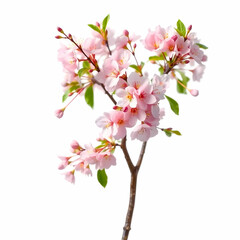 Obraz premium Flowering cherry angiosperm tree isolated on the blank background