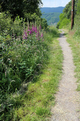 Rheinsteig track - between Saint Goarshausen and Kamp-Bornhofen - Hesse - Germany