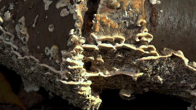 Postia sp. (Postia undosa), inedible tree fungus on an old rotten tree trunk in the garden, Ukraine