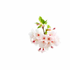 Obraz premium Flowering cherry angiosperm tree isolated on the blank background