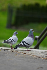 Couple of pigeons walking in green park.