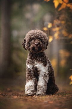 The cute lagotto romagnolo dog posing in the autumn pine forest
