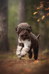 The cute lagotto romagnolo dog running through the pine autumn forest