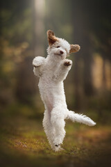 The cute lagotto romagnolo puppy dog playing in the pine autumn forest. Italian water dog. Crazy dog © honey_paws
