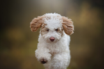 The cute lagotto romagnolo puppy dog running through the pine autumn forest. Italian water dog....