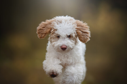 The cute lagotto romagnolo puppy dog running through the pine autumn forest. Italian water dog. Close-up portrait