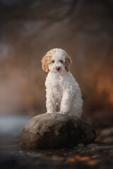 The white Lagotto romagnolo puppy dog posing on the lake shore. Italian water dog. Autumn landscape
