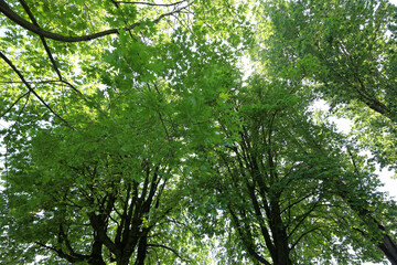 Tree foliage on the Main riverside - Frankfurt am Main - Hessen - Germany